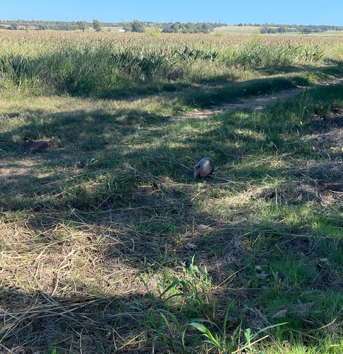 Mexican Long-nosed Armadillo