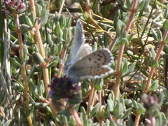 Pseudophilotes baton