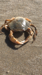 Liocarcinus holsatus