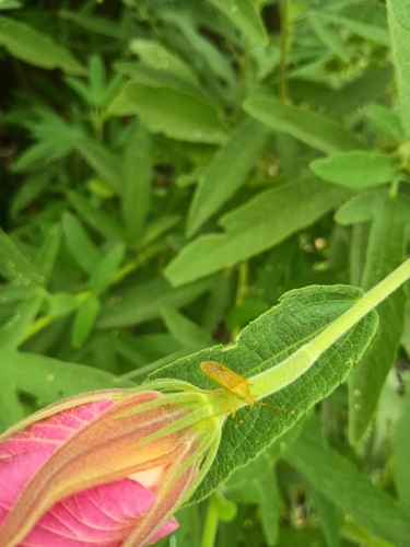 Fruit Spotting Bug