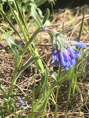 Mertensia oblongifolia