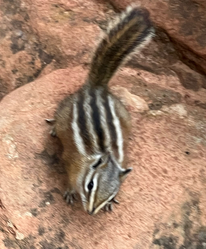 Uinta Chipmunk observed by vireolanius