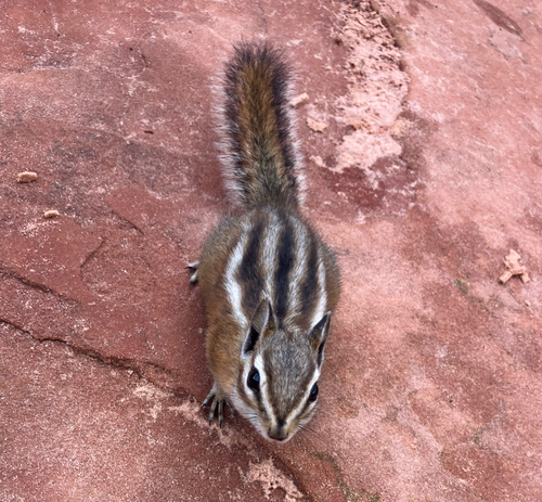 Uinta Chipmunk observed by vireolanius