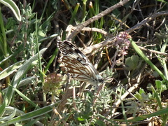 Melanargia occitanica