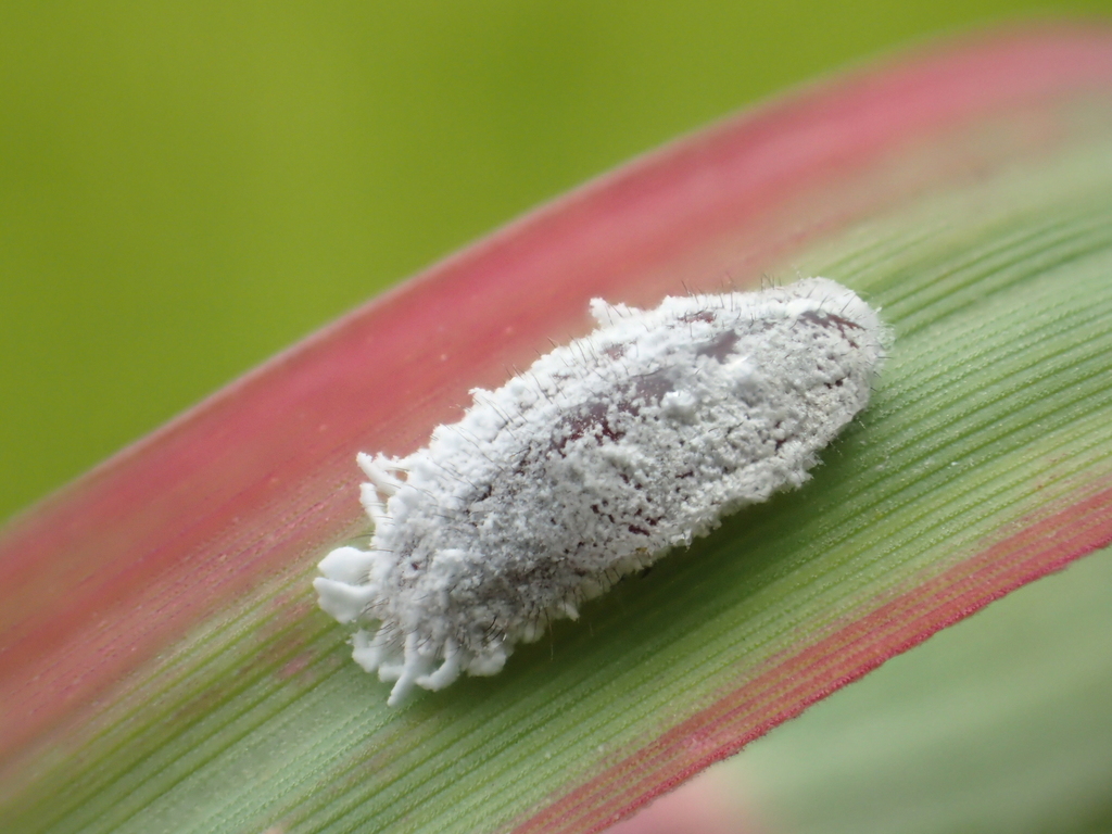 Comstock mealybug