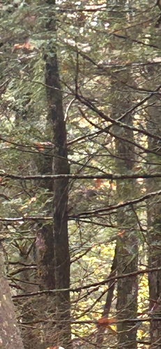 Barred Owl