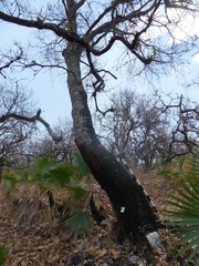 Quercus acutifolia