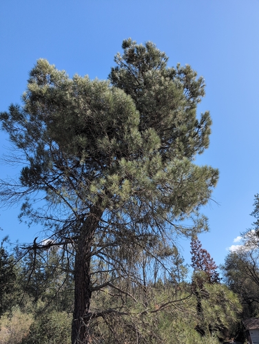 Pinus attenuata, 2026-10-12