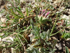 Anthyllis vulneraria
