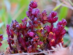 Alectra orobanchoides