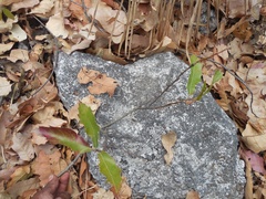 Quercus acutifolia