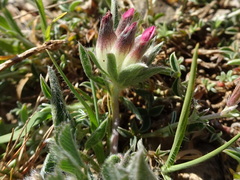 Anthyllis vulneraria