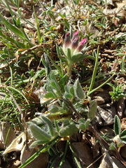 Anthyllis vulneraria