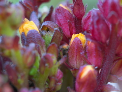 Alectra orobanchoides