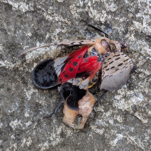 Spotted Lanternfly