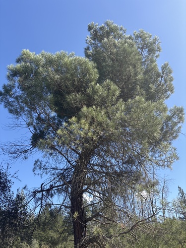 Pinus attenuata, 2026-10-12