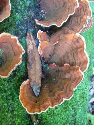 Stereum ostrea observed 2026-10-12