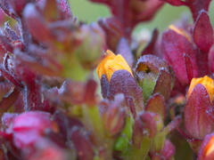 Alectra orobanchoides