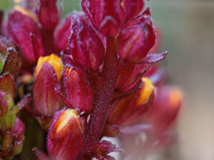 Alectra orobanchoides