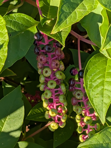 American pokeweed