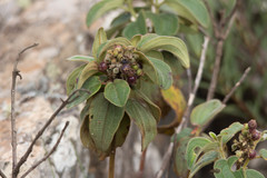 Miconia lacunosa