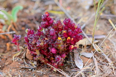 Alectra orobanchoides