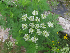 Chaerophyllum hirsutum