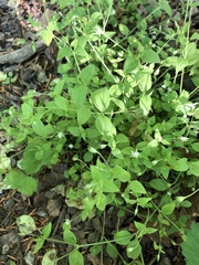 Moehringia trinervia