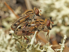Anasimyia anausis