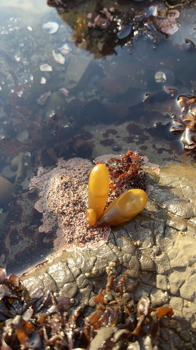 Halosaccion glandiforme observed 2026-10-11