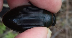 Dytiscus cordieri