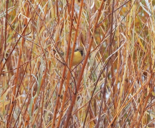 Common Yellowthroat