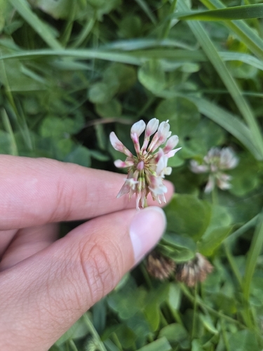 white clover