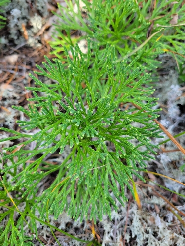 Diphasiastrum tristachyum, 2026-10-12