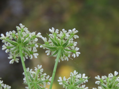Chaerophyllum hirsutum