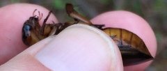 Dytiscus cordieri