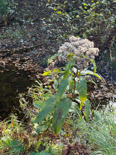 Eutrochium maculatum, 2026-10-11