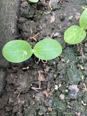 Citrullus lanatus
