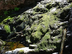 Rhynchostegium aquaticum