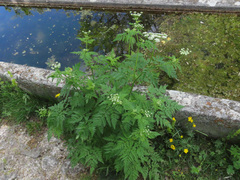 Chaerophyllum hirsutum