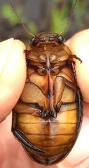 Dytiscus cordieri