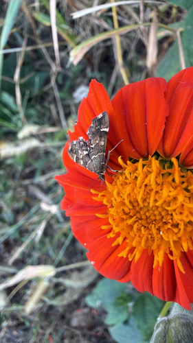 Spotted Beet Webworm Moth