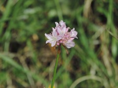 Armeria saviana