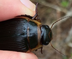 Dytiscus cordieri