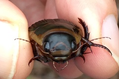 Dytiscus cordieri