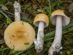 Amanita subnudipes