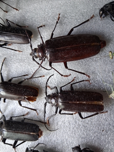 Palo Verde Root Borer