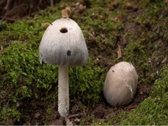 Coprinopsis insignis