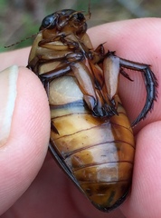 Dytiscus cordieri