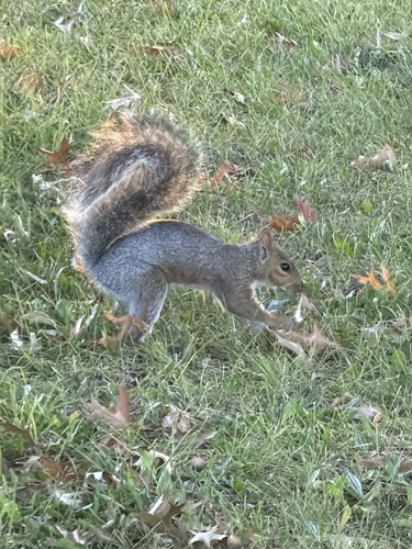 Eastern Gray Squirrel